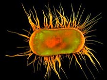 Ученые разгадали секрет быстрого распространения бактерий